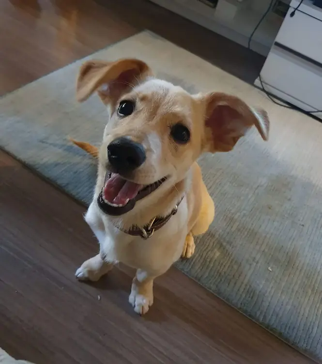 Mimi
